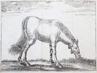 Bild Nr.3: 143-1855 Winter,G.S.: (Medizin, Veterinärmedizin)