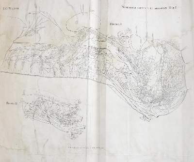 Bild Nr.2: 143-1856 Walter,J.G.: (Medizin)