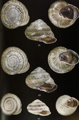 Bild Nr.2: 143-1861 Archiv für Molluskenkunde.: (Zoologie)