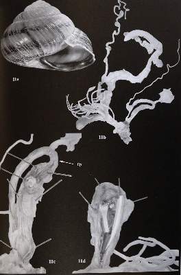 Bild Nr.3: 143-1861 Archiv für Molluskenkunde.: (Zoologie)