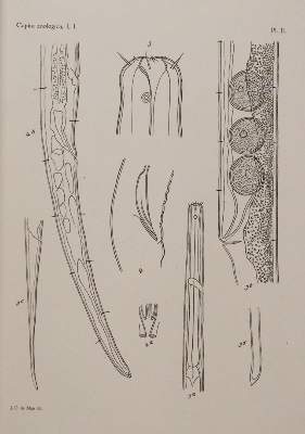 Bild Nr.2: 143-1862 Beaufort,L.F.de. u.a.: (Zoologie)