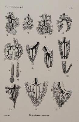 Bild Nr.4: 143-1862 Beaufort,L.F.de. u.a.: (Zoologie)