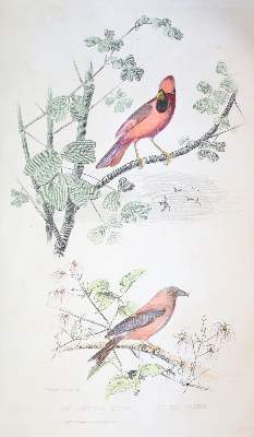 Bild Nr.1: 143-1867 Buffon,(G.L.L.de).: (Zoologie)