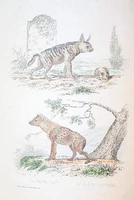 Bild Nr.4: 143-1867 Buffon,(G.L.L.de).: (Zoologie)