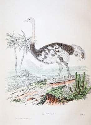 Bild Nr.6: 143-1867 Buffon,(G.L.L.de).: (Zoologie)