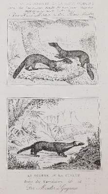 Bild Nr.11: 143-1868 Buffon,(G.L.L.de).: (Zoologie)