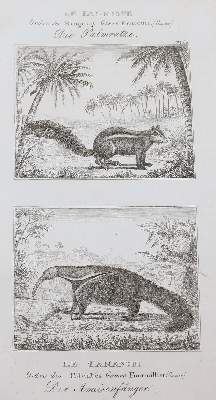 Bild Nr.13: 143-1868 Buffon,(G.L.L.de).: (Zoologie)