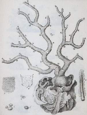 Bild Nr.2: 143-1870 Cavolini,F.: (Zoologie)