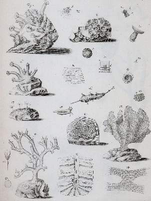 Bild Nr.3: 143-1870 Cavolini,F.: (Zoologie)