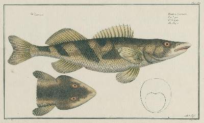 Bild Nr.1: 143-1871 Bloch,M.E.: (Zoologie, Fische)