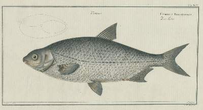 Bild Nr.2: 143-1871 Bloch,M.E.: (Zoologie, Fische)