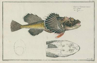 Bild Nr.4: 143-1871 Bloch,M.E.: (Zoologie, Fische)