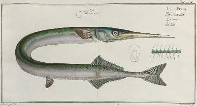 Bild Nr.1: 143-1872 Bloch,M.E.: (Zoologie, Fische)
