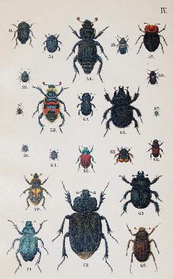 Bild Nr.2: 143-1877 Medicus,W.: (Zoologie, Insekten, Käfer)