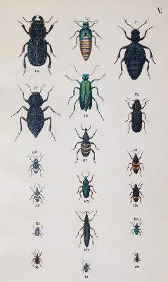 Bild Nr.3: 143-1877 Medicus,W.: (Zoologie, Insekten, Käfer)