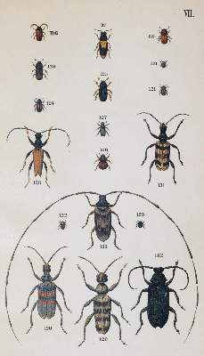 Bild Nr.4: 143-1877 Medicus,W.: (Zoologie, Insekten, Käfer)