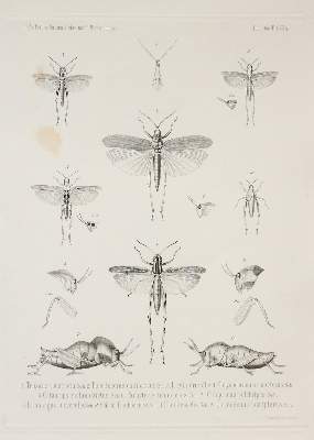 Bild Nr.1: 143-1879 Konvolut: (Zoologie, Insekten)