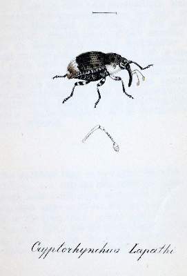 Bild Nr.2: 143-1880 Labram,J.D.: (Zoologie, Insekten)