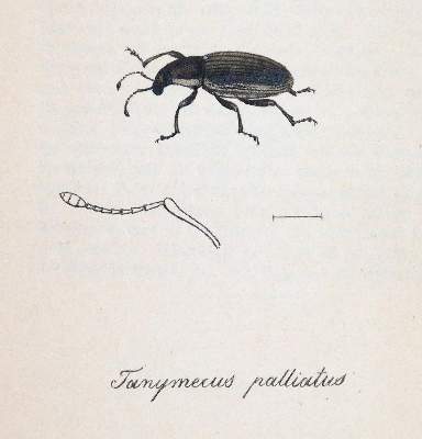 Bild Nr.3: 143-1880 Labram,J.D.: (Zoologie, Insekten)