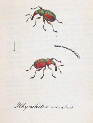 Bild Nr.4: 143-1880 Labram,J.D.: (Zoologie, Insekten)