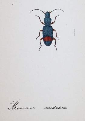 Bild Nr.5: 143-1880 Labram,J.D.: (Zoologie, Insekten)