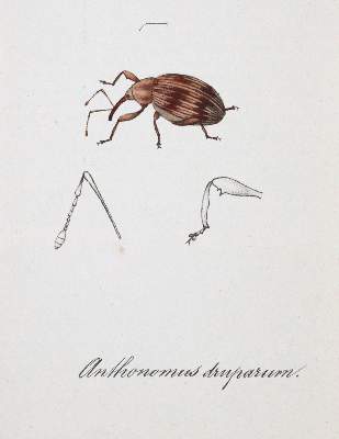 Bild Nr.6: 143-1880 Labram,J.D.: (Zoologie, Insekten)