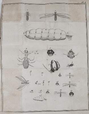 Bild Nr.2: 143-1881 Smeathman,H.: (Zoologie, Insekten, Termiten)
