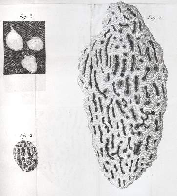Bild Nr.4: 143-1881 Smeathman,H.: (Zoologie, Insekten, Termiten)