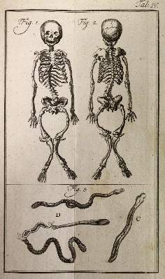 Bild Nr.4: 143-1884 Linné,C.v.: (Zoologie)