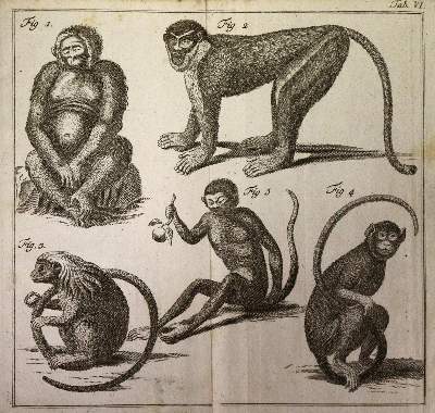 Bild Nr.5: 143-1884 Linné,C.v.: (Zoologie)
