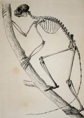 Bild Nr.2: 143-1885 Grandidier,A.: (Zoologie, Madagaskar)