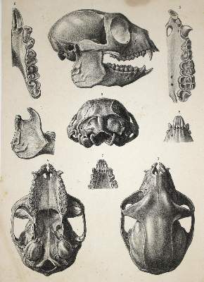 Bild Nr.3: 143-1885 Grandidier,A.: (Zoologie, Madagaskar)