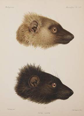 Bild Nr.312: 143-1885 Grandidier,A.: (Zoologie, Madagaskar)