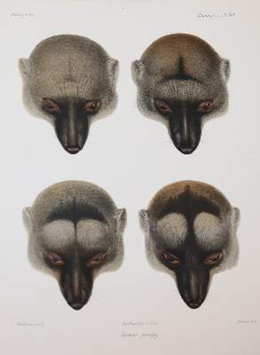 Bild Nr.314: 143-1885 Grandidier,A.: (Zoologie, Madagaskar)