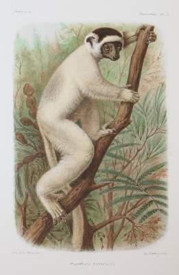 Bild Nr.35: 143-1885 Grandidier,A.: (Zoologie, Madagaskar)