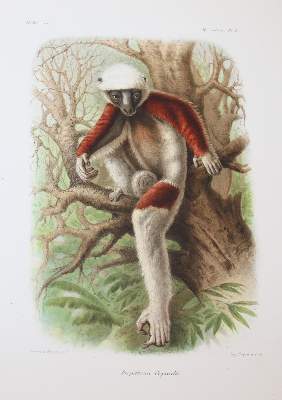 Bild Nr.36: 143-1885 Grandidier,A.: (Zoologie, Madagaskar)