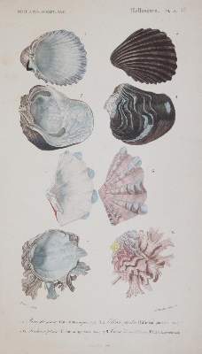 Bild Nr.1: 143-1887 Orbigny,C.d'.: (Zoologie)