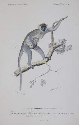 Bild Nr.2: 143-1887 Orbigny,C.d'.: (Zoologie)