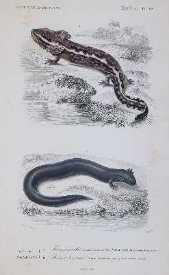 Bild Nr.3: 143-1887 Orbigny,C.d'.: (Zoologie)