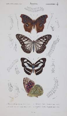 Bild Nr.4: 143-1887 Orbigny,C.d'.: (Zoologie)