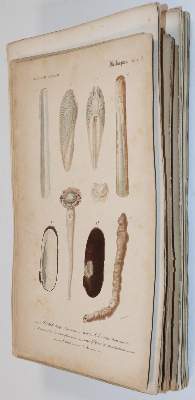 Bild Nr.5: 143-1887 Orbigny,C.d'.: (Zoologie)