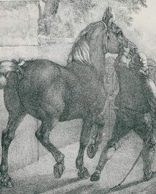 Bild Nr.3: 143-1890 Volmar, Joseph Simon: (Zoologie, Pferde)