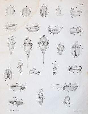 Bild Nr.2: 143-1892 Reichert,K.B.: (Zoologie)