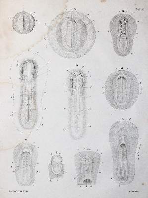 Bild Nr.3: 143-1892 Reichert,K.B.: (Zoologie)