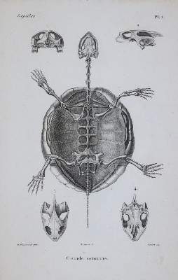 Bild Nr.1: 143-1893 Dumeril,A.M.C. u. G.Bibron.: (Zoologie, Reptilien)