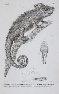 Bild Nr.2: 143-1893 Dumeril,A.M.C. u. G.Bibron.: (Zoologie, Reptilien)