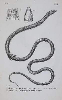 Bild Nr.3: 143-1893 Dumeril,A.M.C. u. G.Bibron.: (Zoologie, Reptilien)