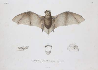 Bild Nr.1: 143-1894 Sagra,R.de la.: (Zoologie)