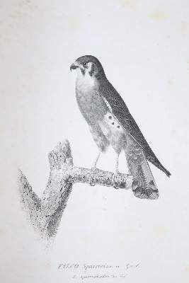 Bild Nr.2: 143-1894 Sagra,R.de la.: (Zoologie)