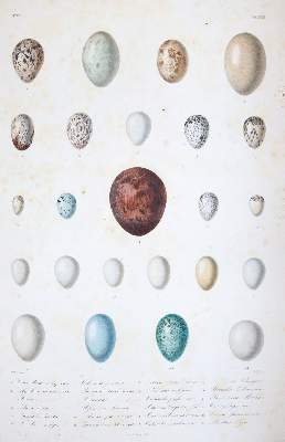 Bild Nr.5: 143-1894 Sagra,R.de la.: (Zoologie)